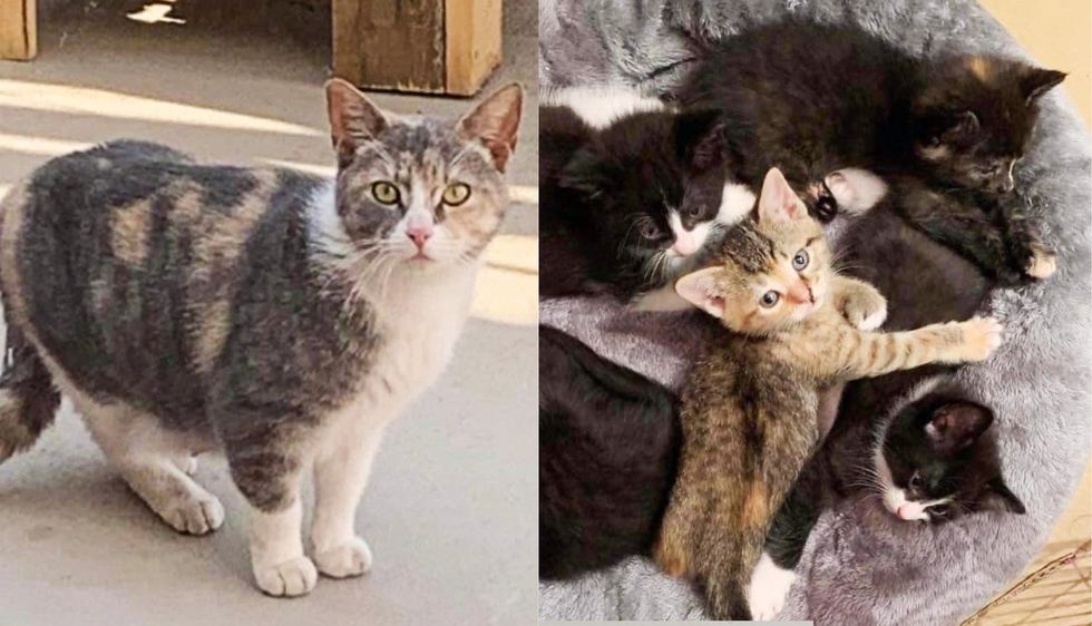 Family Stunned to Find Six Kittens in a Flower Box, Turns Out a Cat Has Brought Them There