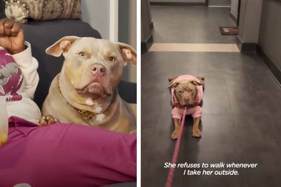 Dog refuses to walk with Mom, but her legs work with Grandma