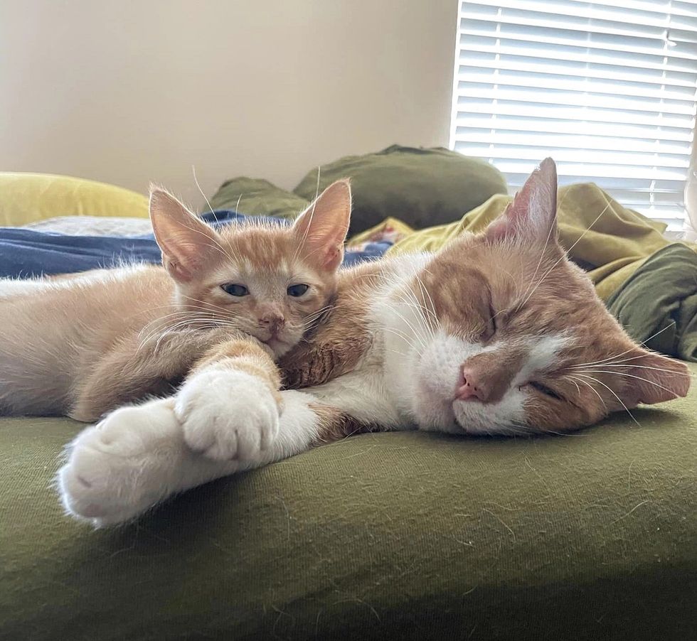 cat snuggles up to kitten