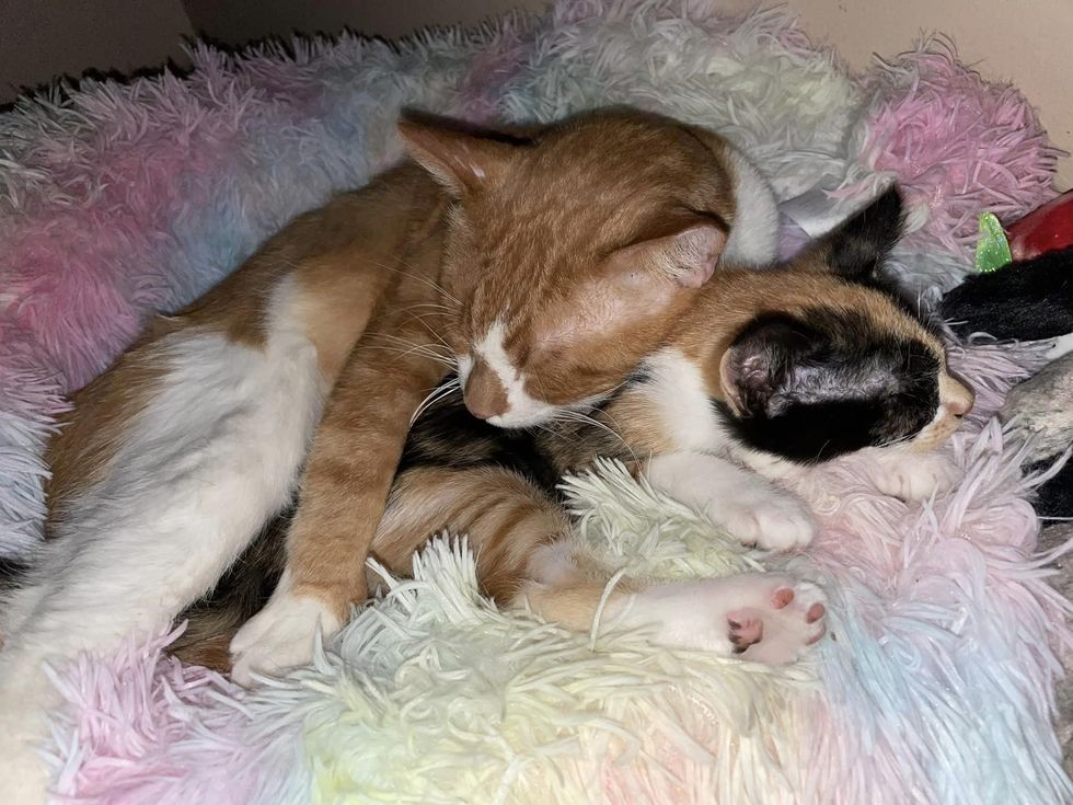 cat hug calico kitten