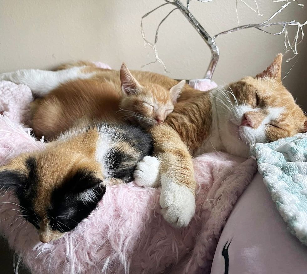 kitten hugs a sleeping cat