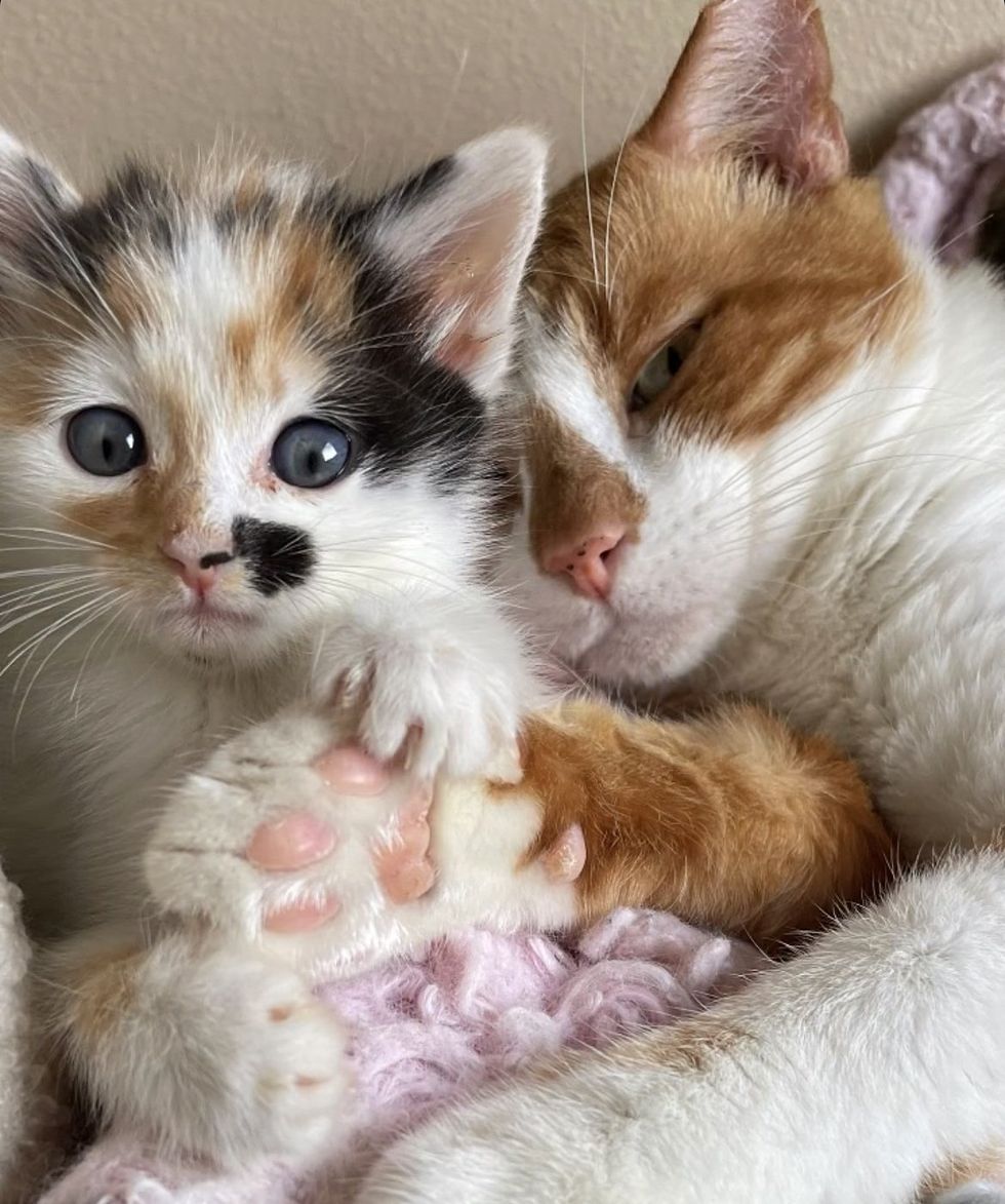 Kitten cat holds paw, Mickey cat