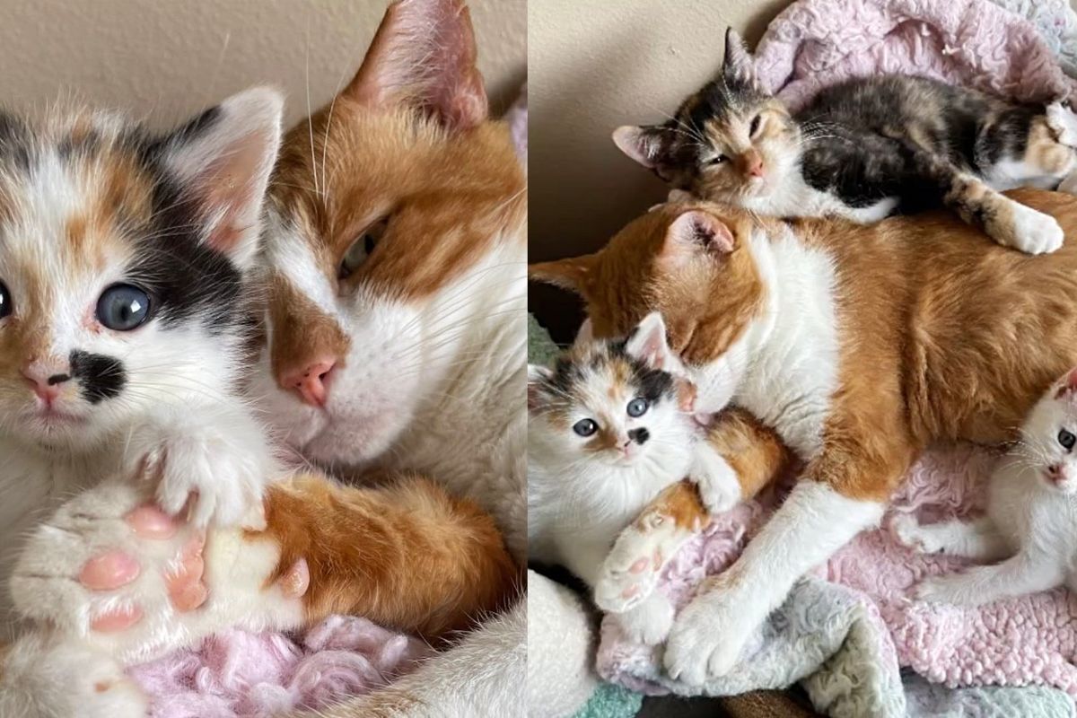 Cat Went from Being a Street Cat to Letting Kittens Pile on Top of Him When He Found Place He'd Always Wanted