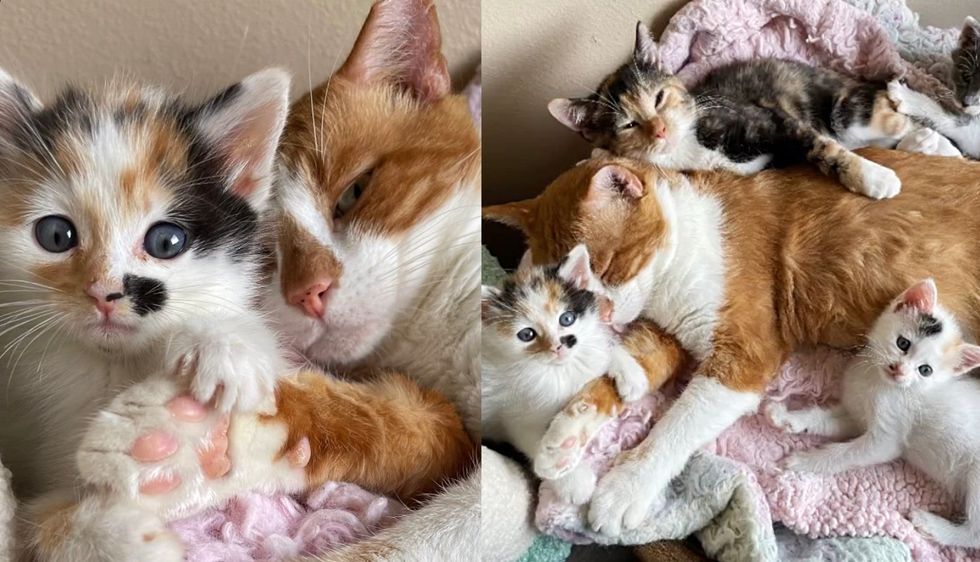 Cat Went from Being a Street Cat to Letting Kittens Pile on Top of Him When He Found Place He'd Always Wanted