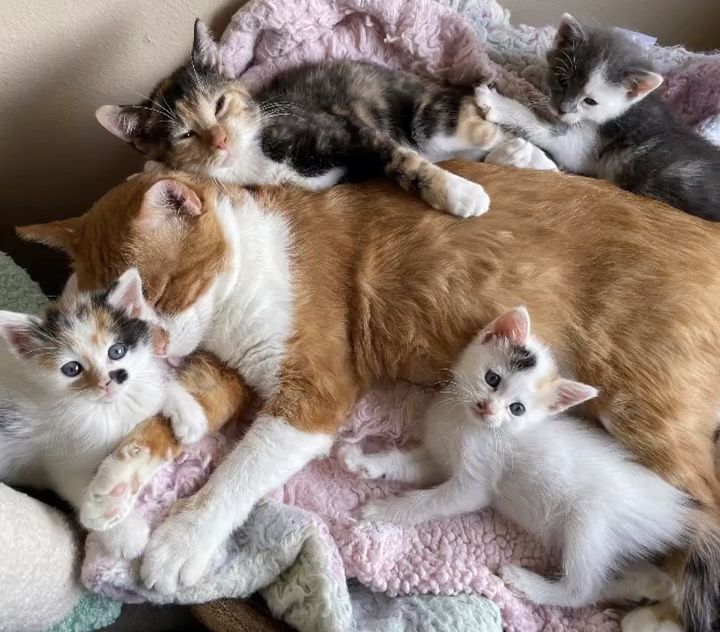 cat cuddles kittens