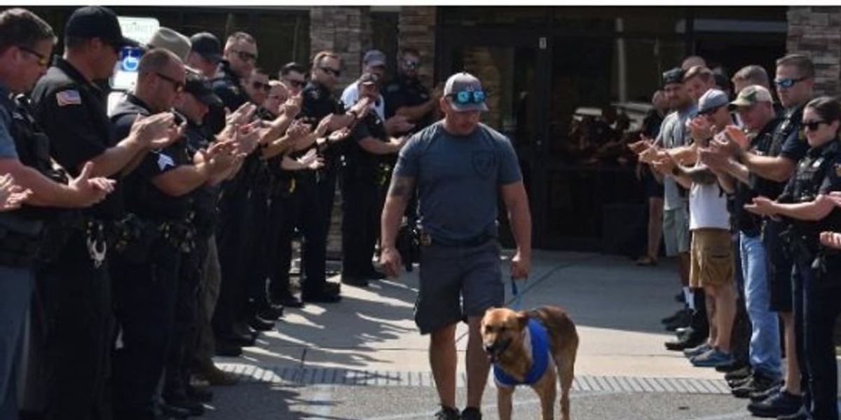 NextImg:K-9 cop viciously stabbed while nabbing suspect — but is already walking off his injuries like a champ