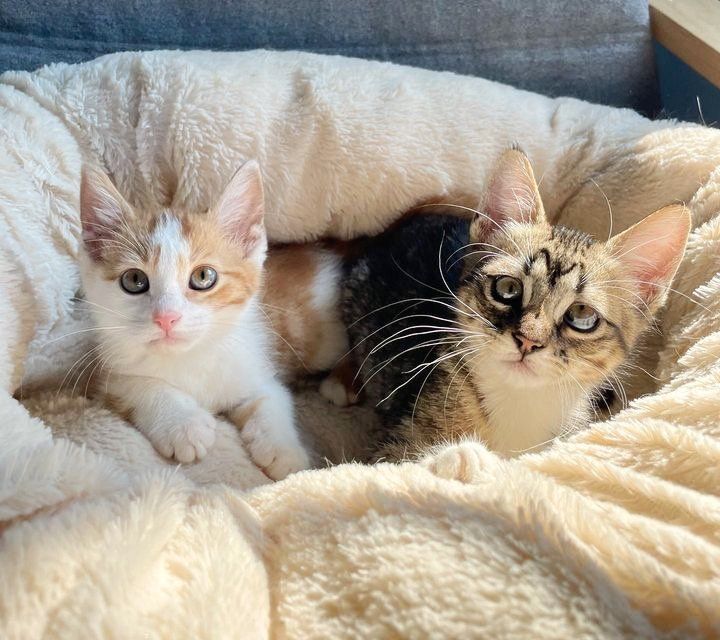 kitten friends bed