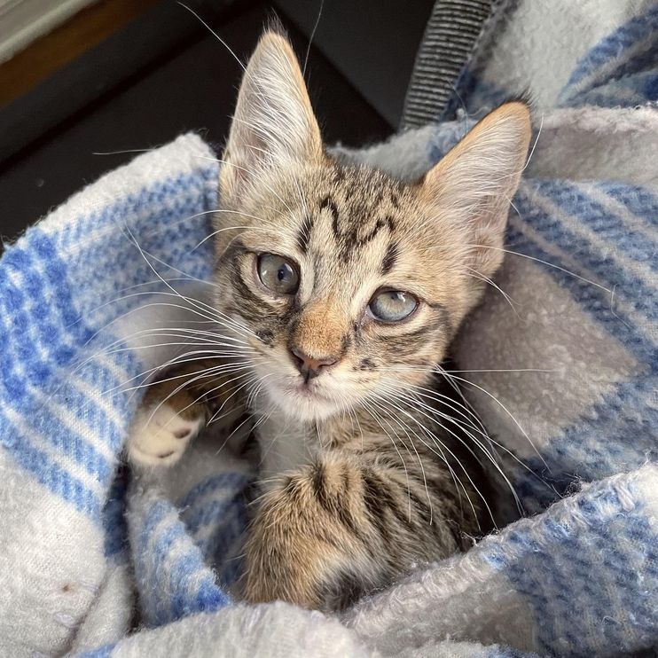 Rescuer Decides to Bring Home Two Lonely Kittens from Shelter, It Turns Out  to Be Best Thing Ever - Love Meow