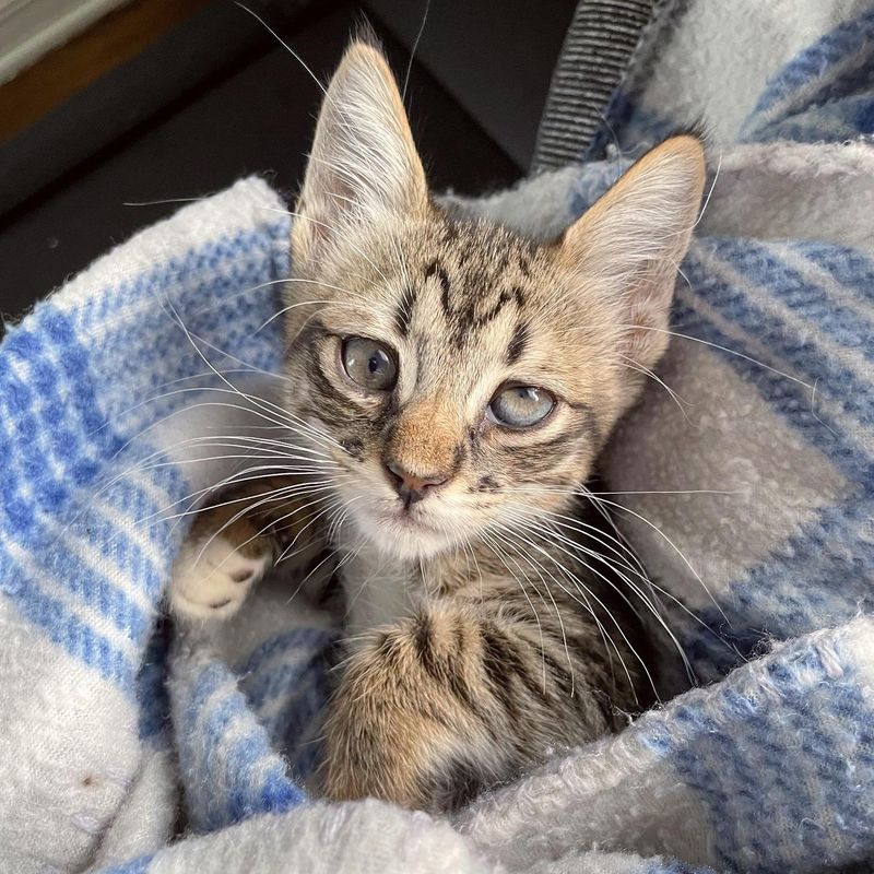 kitten purrito, kitten unusual eye