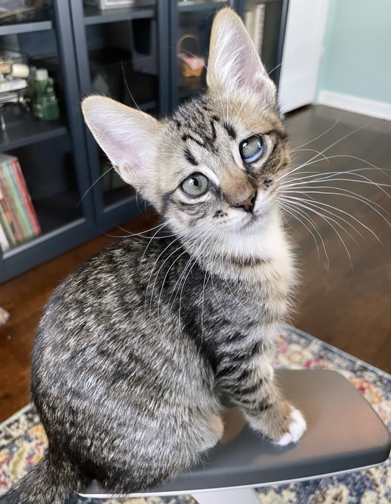 kitten cross eyed jelly