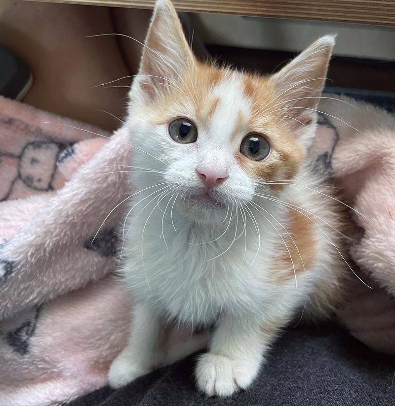 sweet ginger white kitten