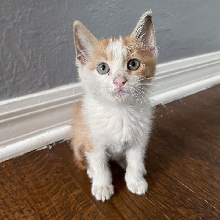 tiny kitten rescue taro