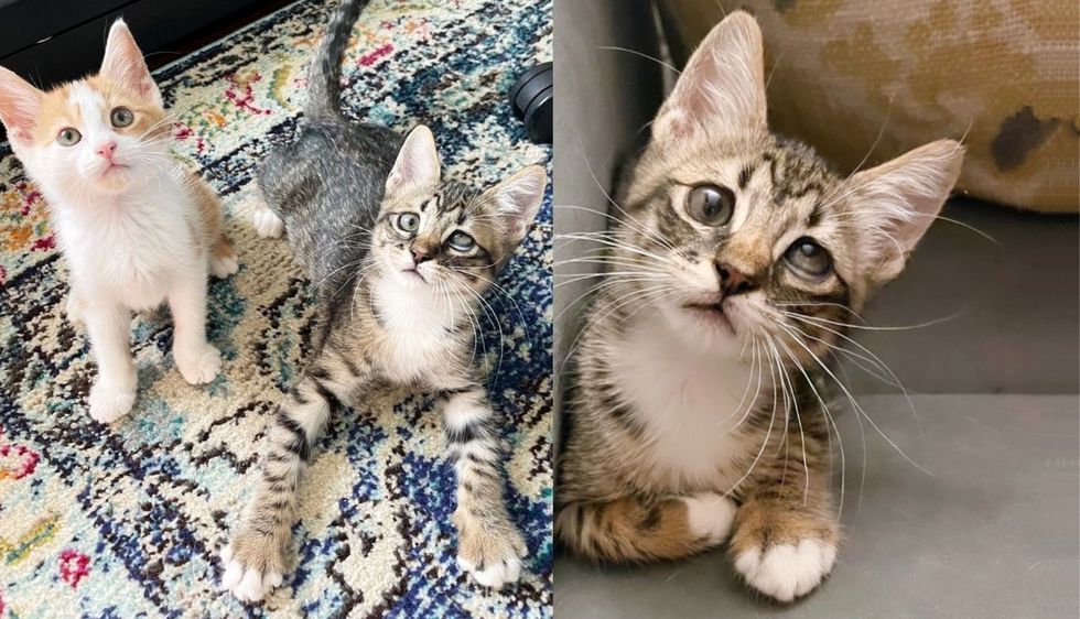 Rescuer Decides to Bring Home Two Lonely Kittens from Shelter, It Turns Out to Be Best Thing Ever