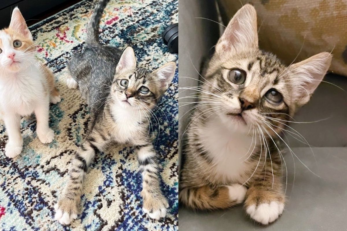 Rescuer Decides to Bring Home Two Lonely Kittens from Shelter, It Turns Out to Be Best Thing Ever
