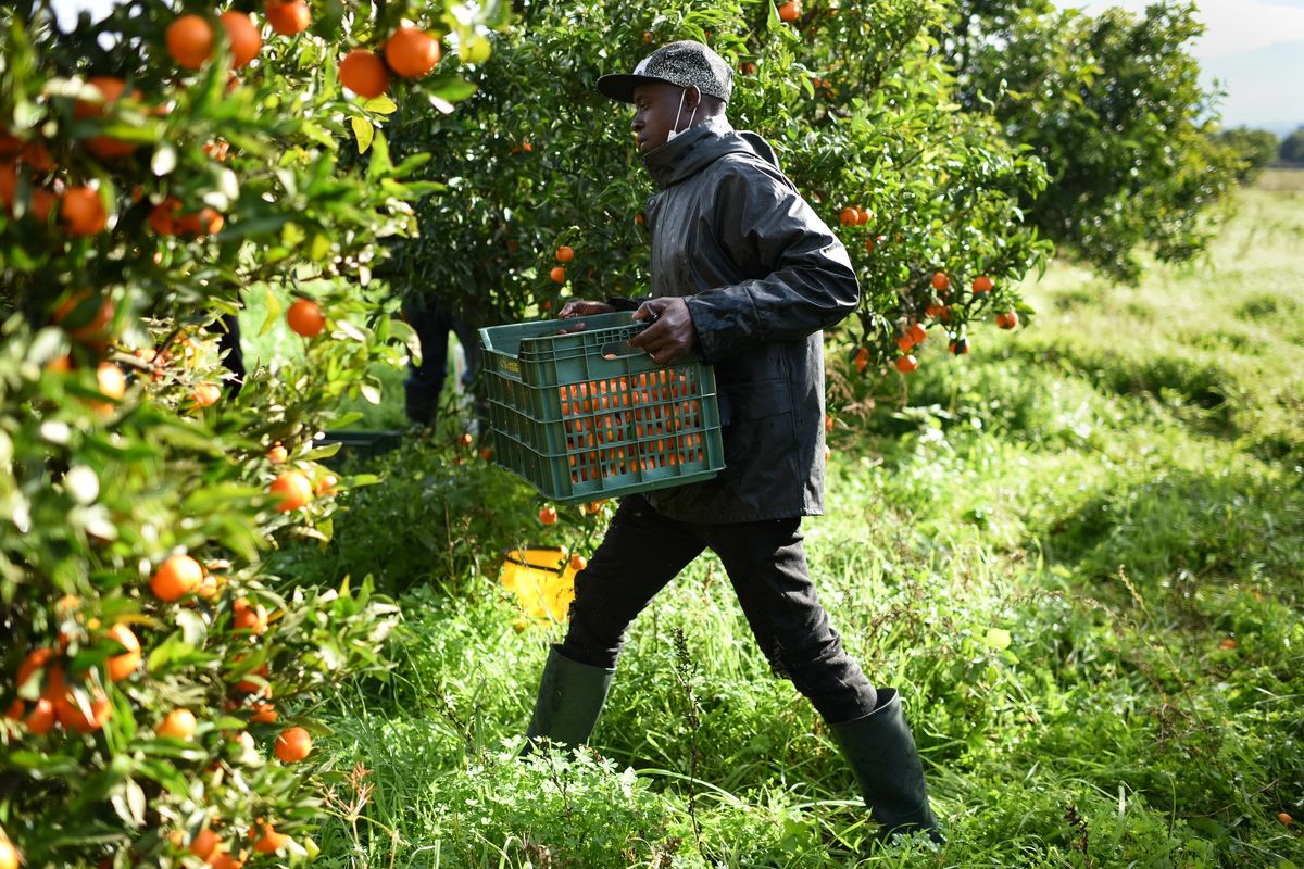 Ok a mezzo milione di lavoranti stranieri