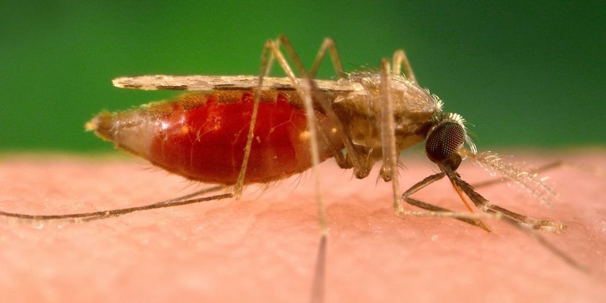 NextImg:Florida issues malaria alert as 2 more cases discovered, first locally acquired US cases in 20 years