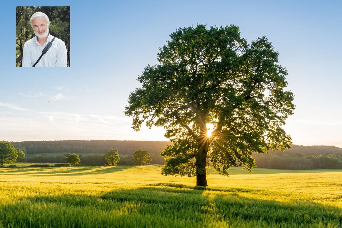 «La mia pattuglia di esploratori va a caccia di alberi monumentali»