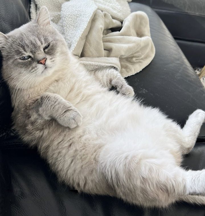 cat lounging laid back