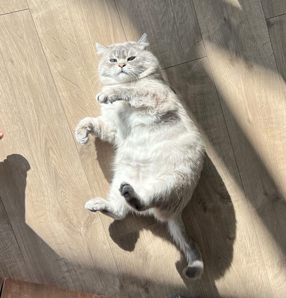 belly rub trap cat