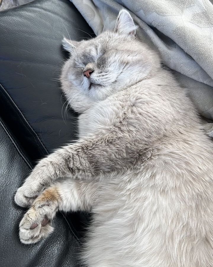 sleeping cat cheeks
