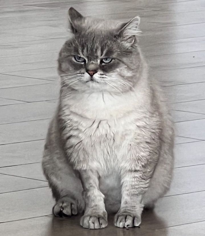 grumpy cat sir lewis