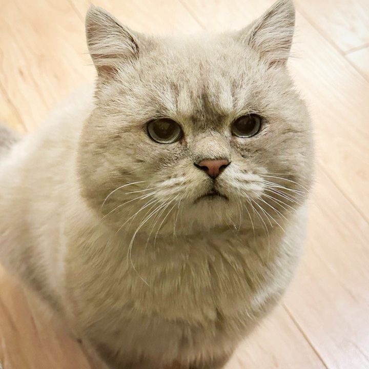 cat round face