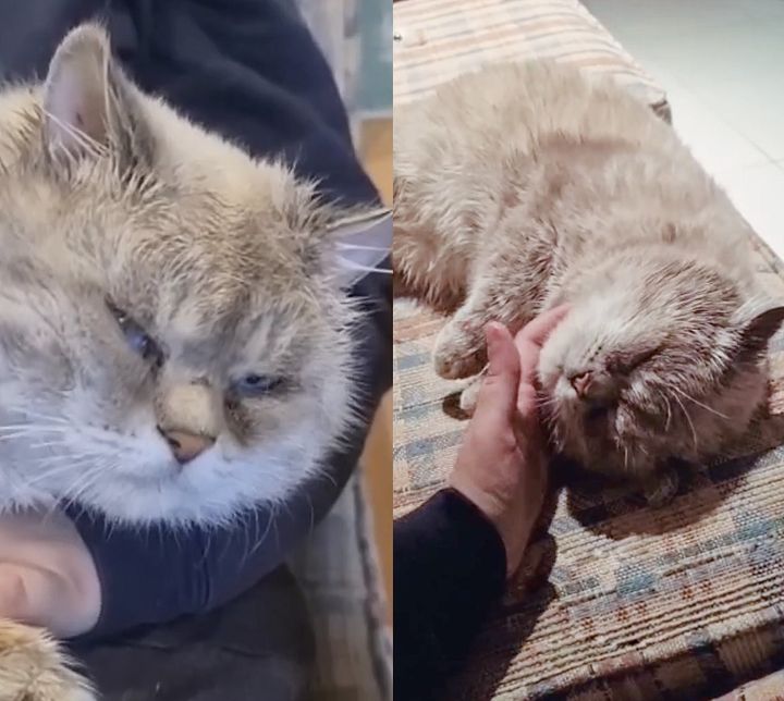 stray cat cheeks