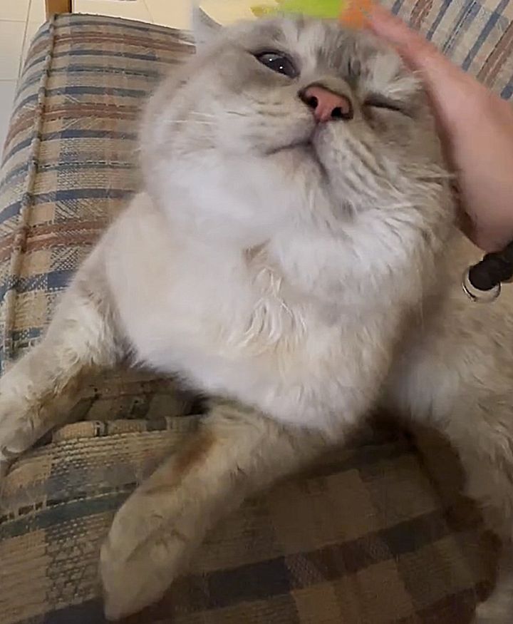 sweet cat snuggles