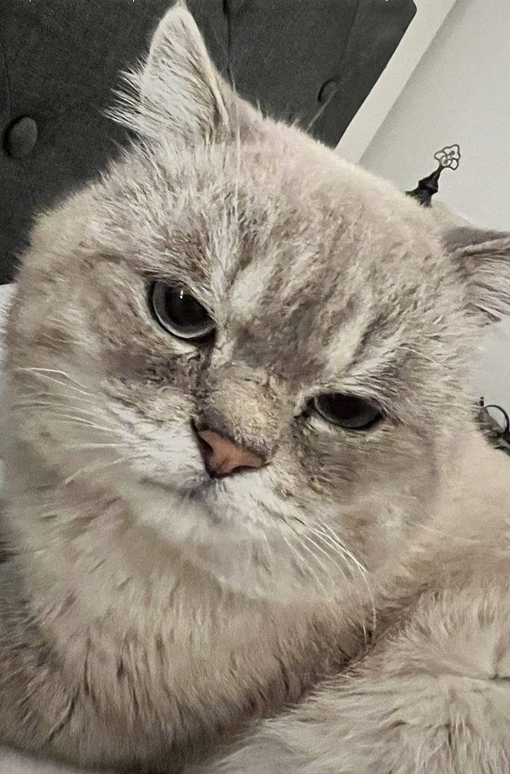 cat big cheeks