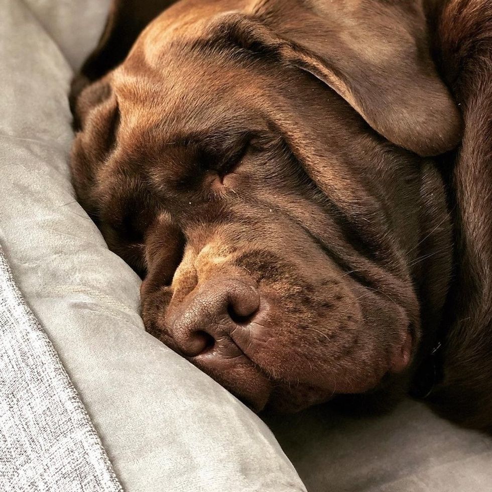 Dog Sleeping on The Buddy Bed from Toby and Ace