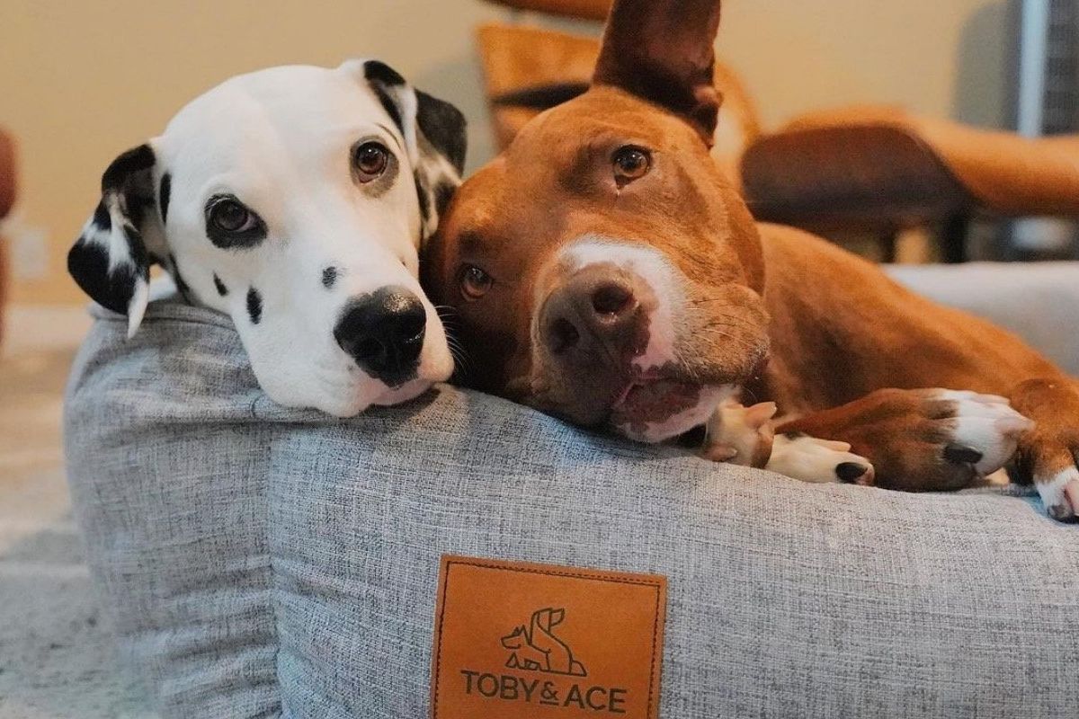 Why we think The Buddy Bed is the best orthopedic dog bed