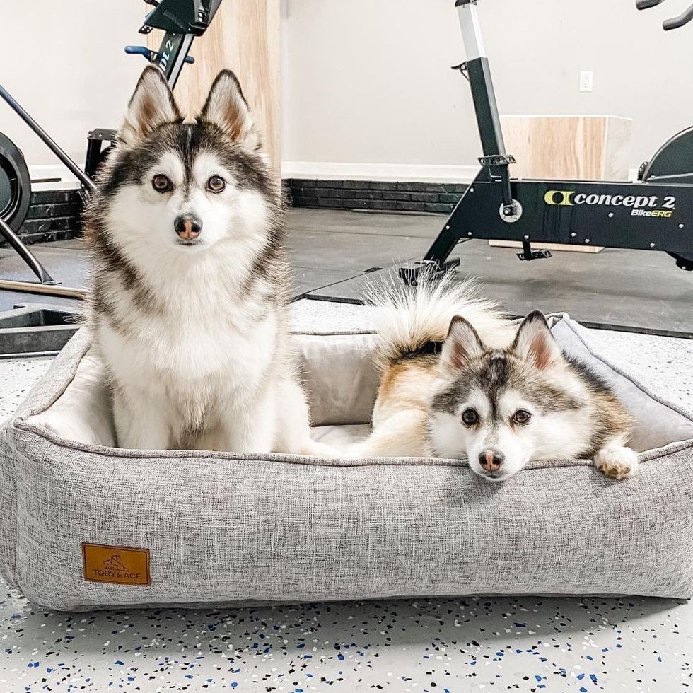 Two dogs in The Buddy Bed from Toby and Ace