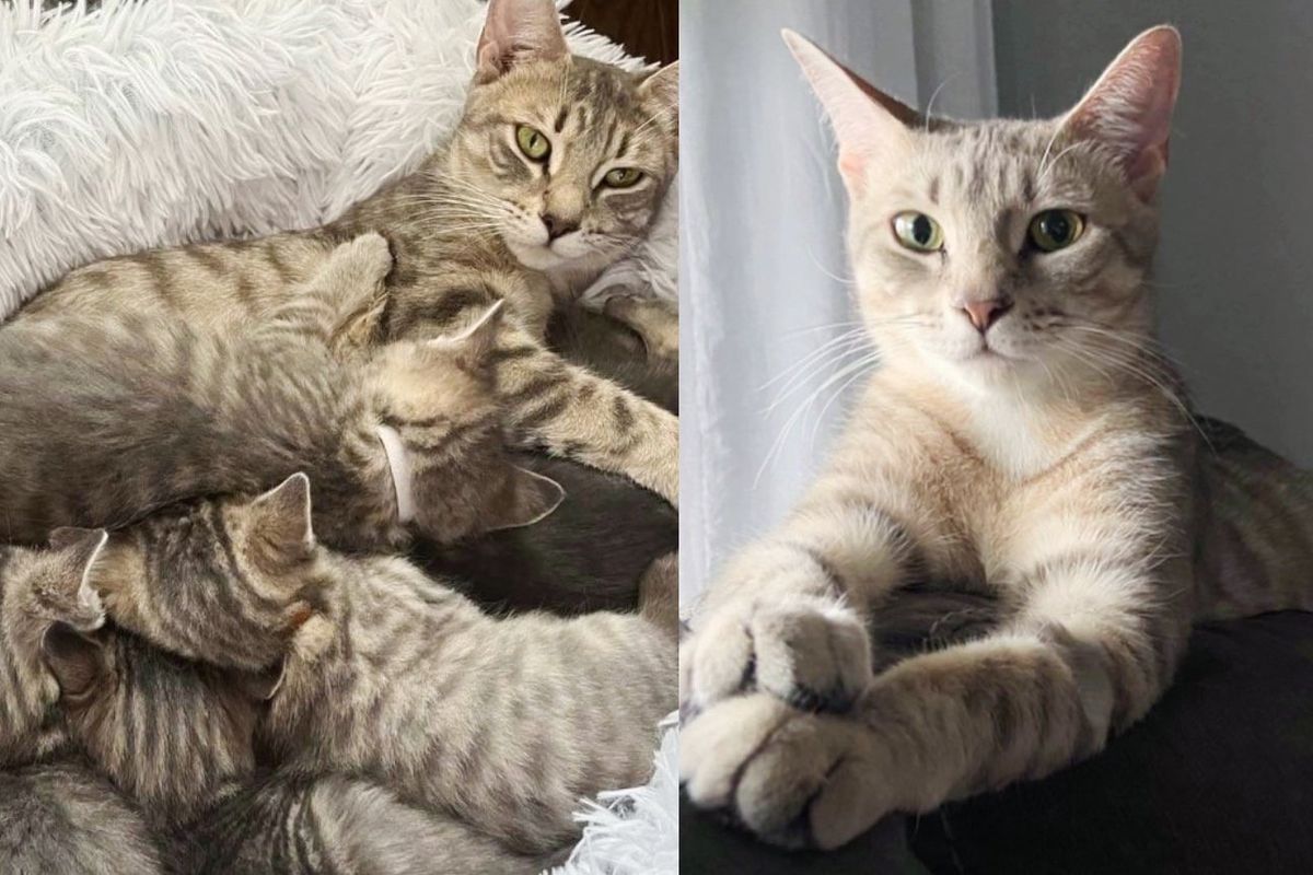 After a Year Outdoors, Time at Shelter and Raising 6 Kittens, Cat is Ready to Find Home She's Always Wanted