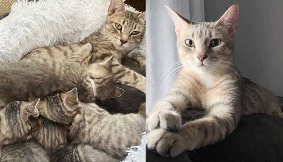 After a Year Outdoors, Time at Shelter and Raising 6 Kittens, Cat is Ready to Find Home She's Always Wanted