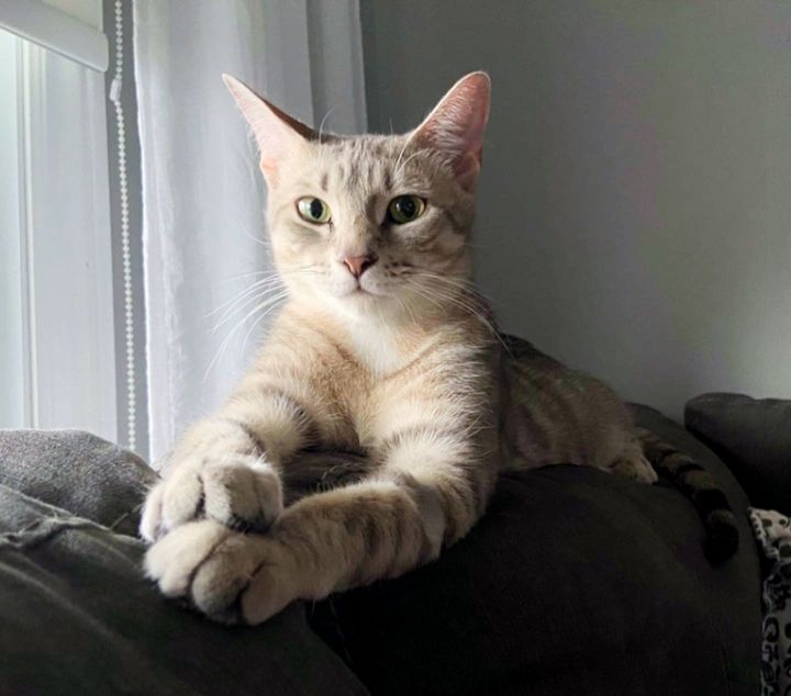 tabby cat sweet