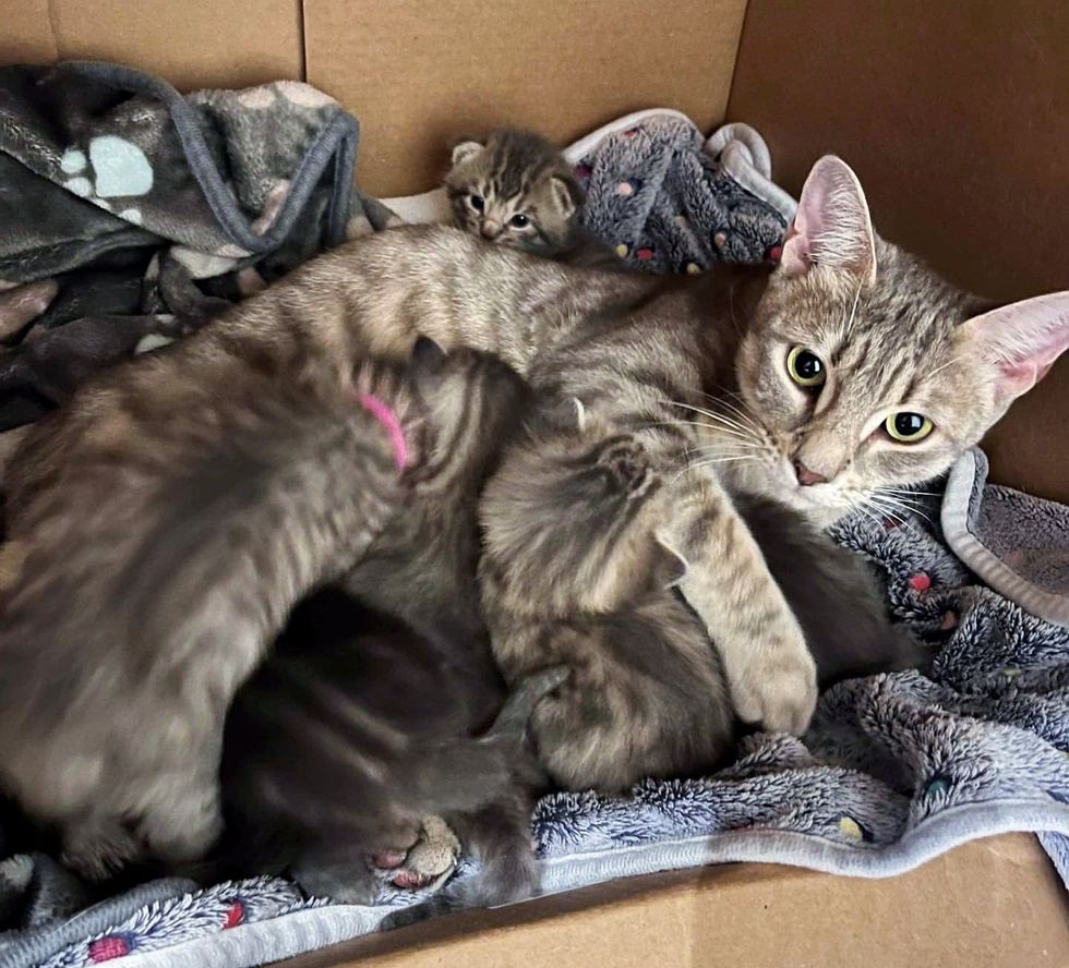 cat mom kittens