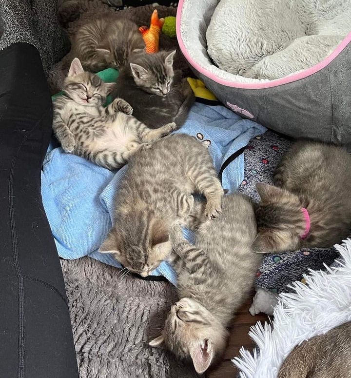sleeping tabby kittens