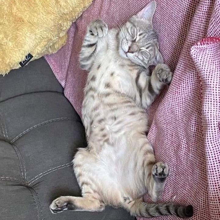 sleeping smiley cat