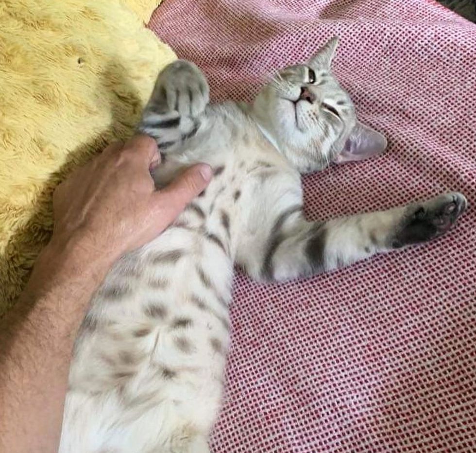 happy cat belly rubs