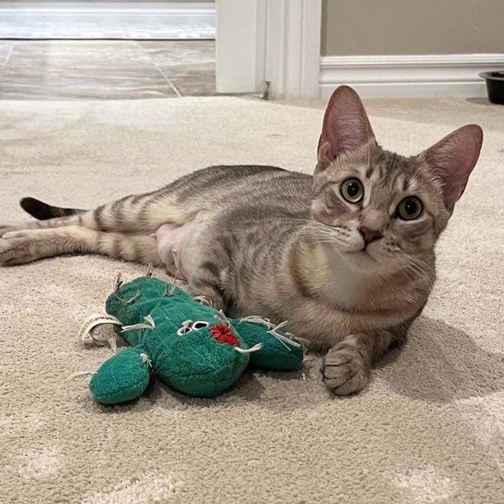 sweet cat sage