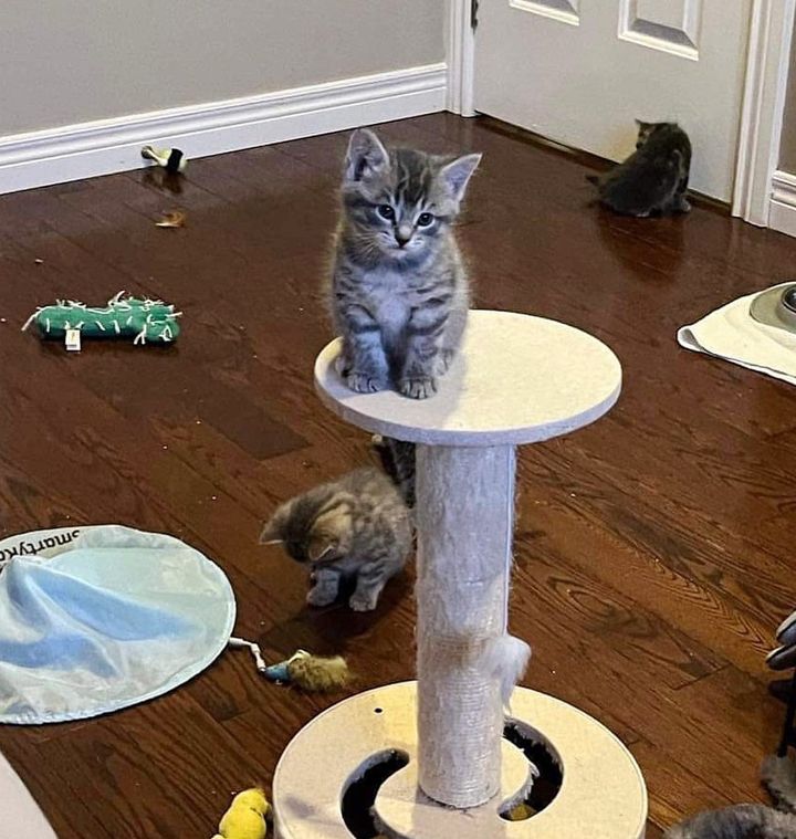 playful kittens