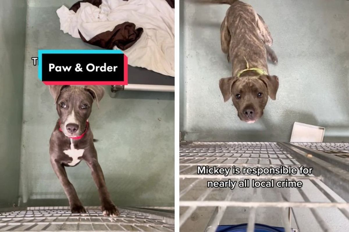 pet adoption; adopt don't shop; Louisiana SPCA; shelter animals