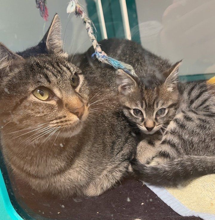 cat mom kitten bonded, tabby cats