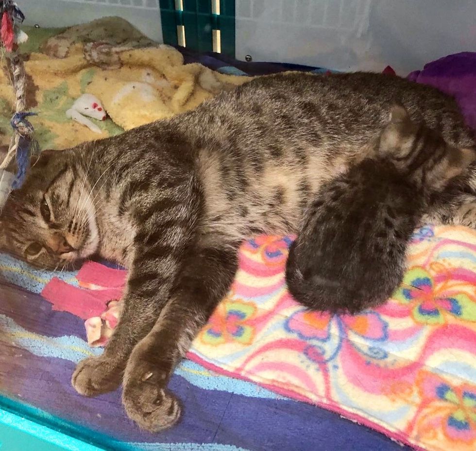 cat nursing kitten tabby