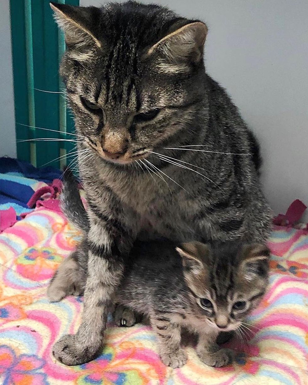 tabby cat kitten bonded