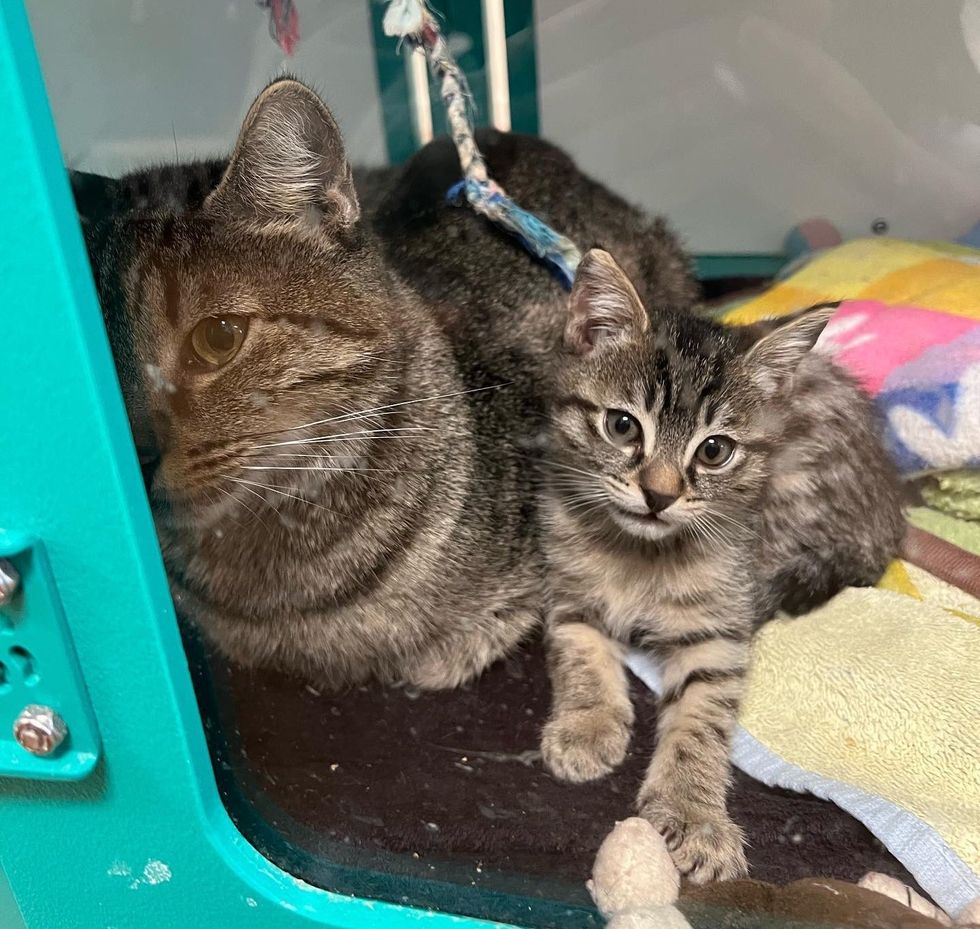 cat mom kitten tabby, bonded pair cats