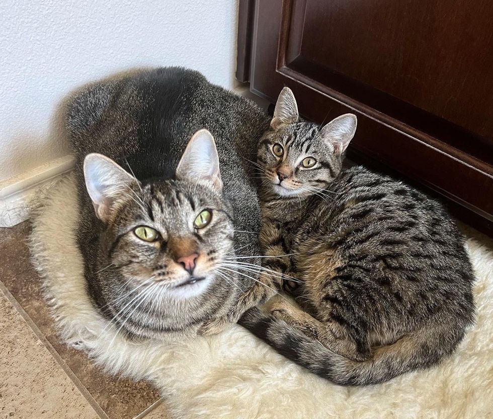 tabby feline  kitten pair