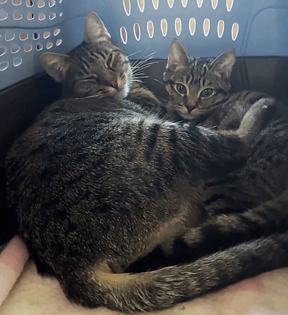 cat tabby kitten snuggle up