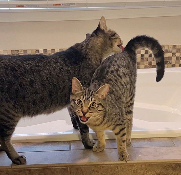 cat bathes kitten tabby