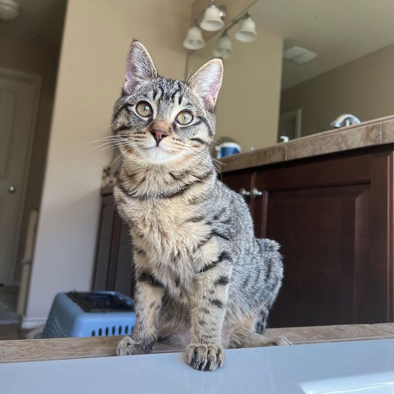 tabby kitten smile